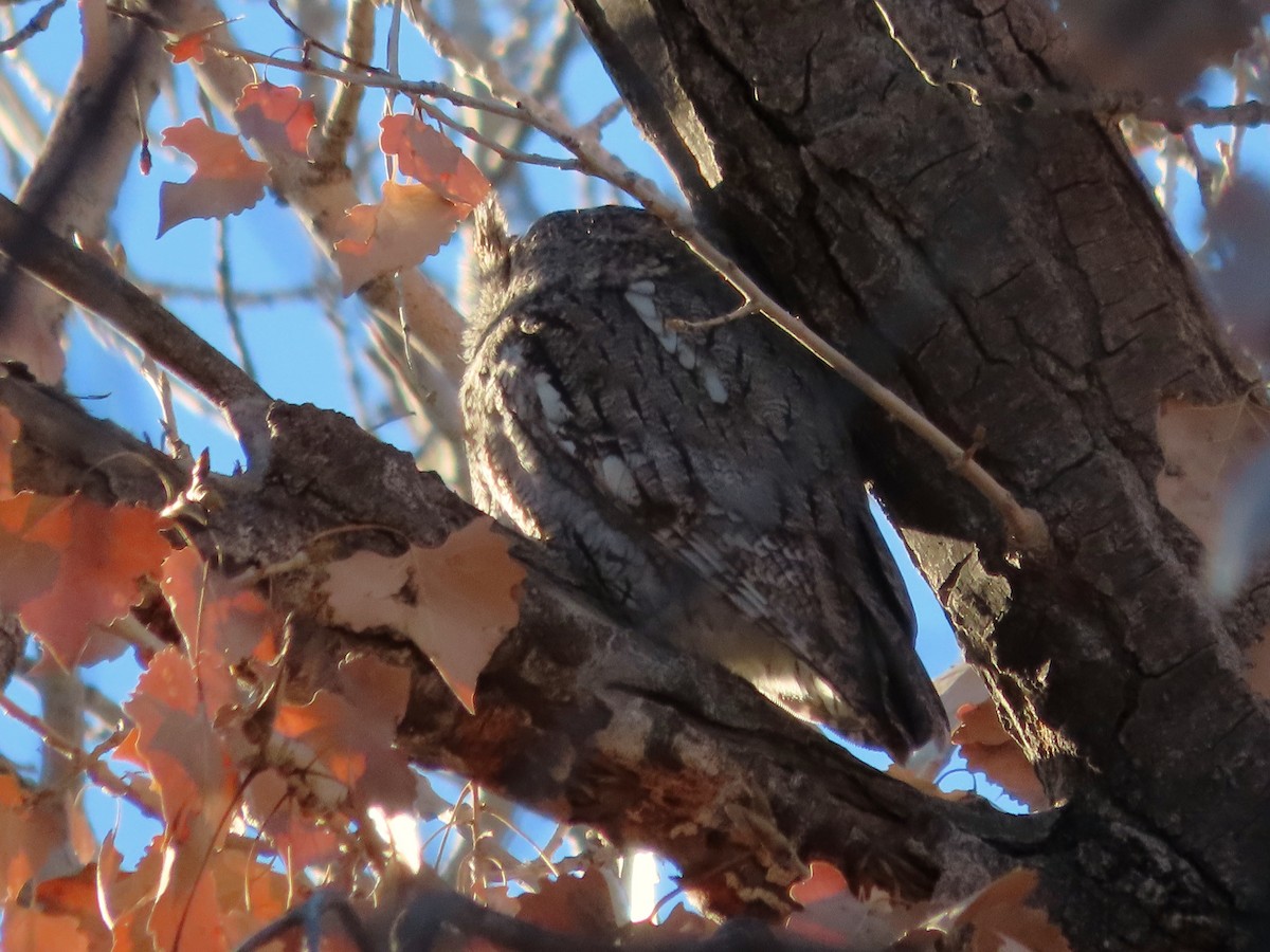 Western Screech-Owl - ML646859976