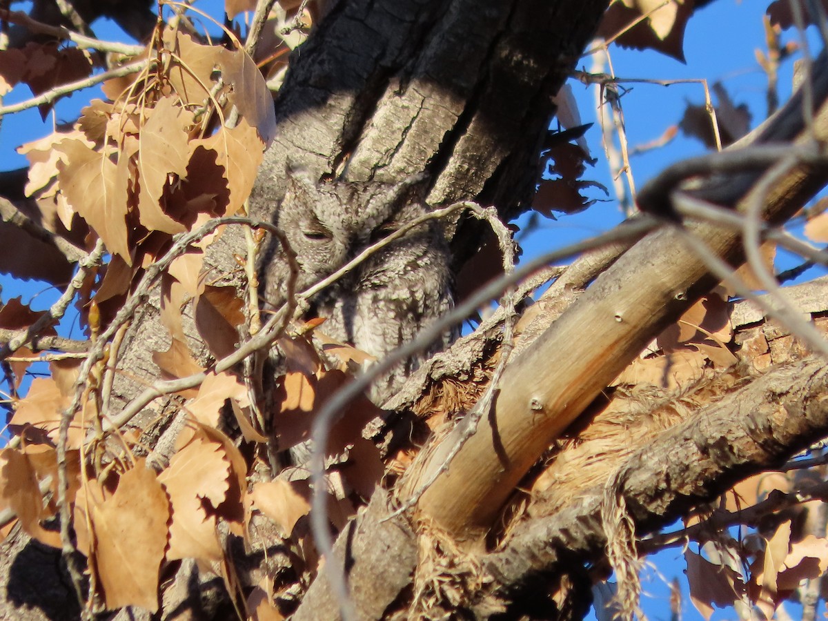 Western Screech-Owl - ML646859979