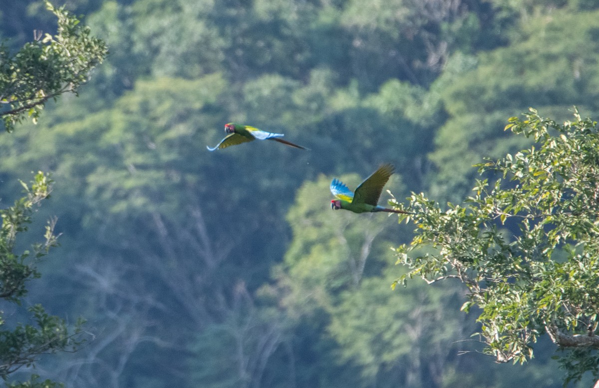 Солдатский ара - ML646859980