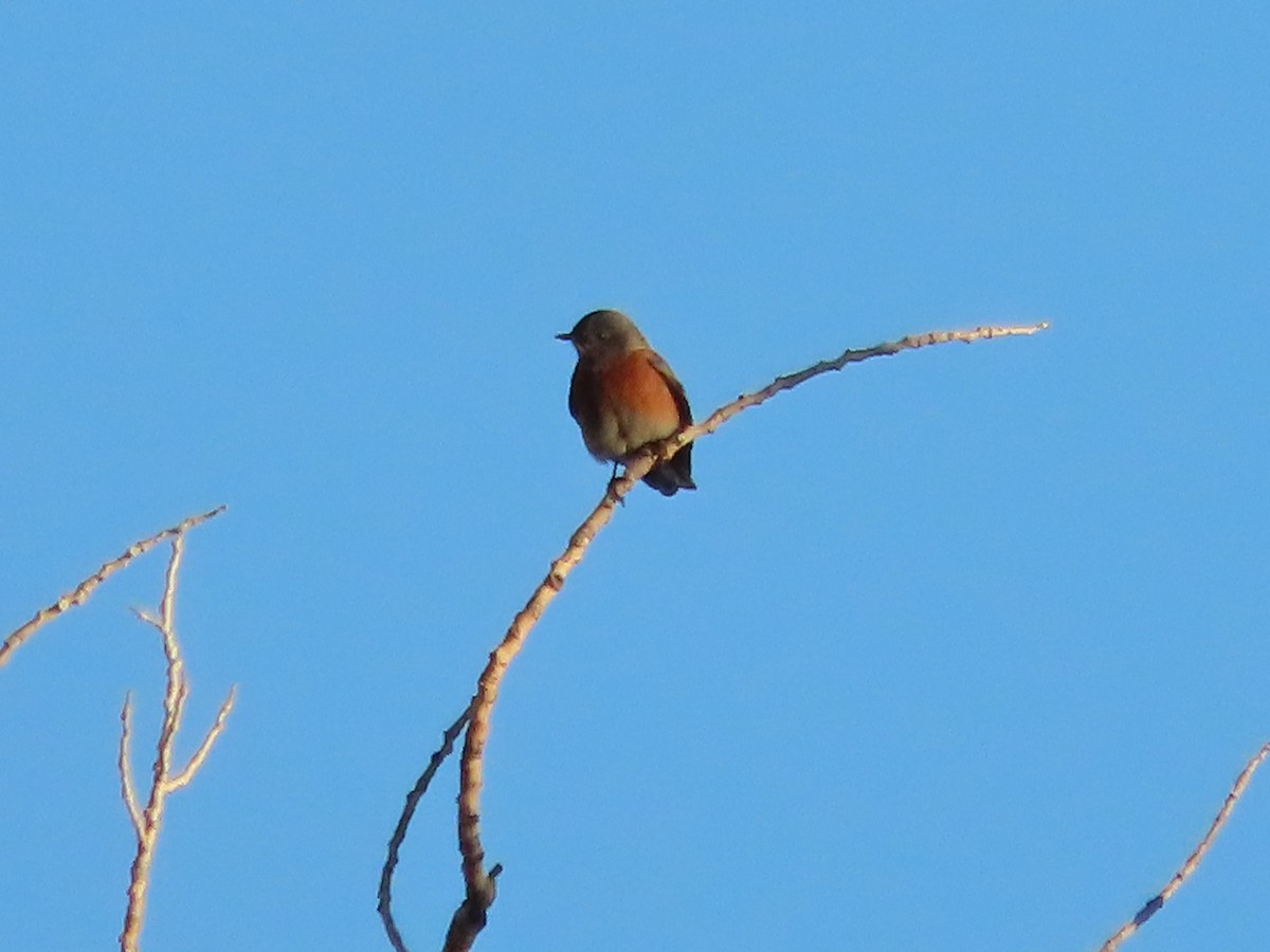 Western Bluebird - ML646859981