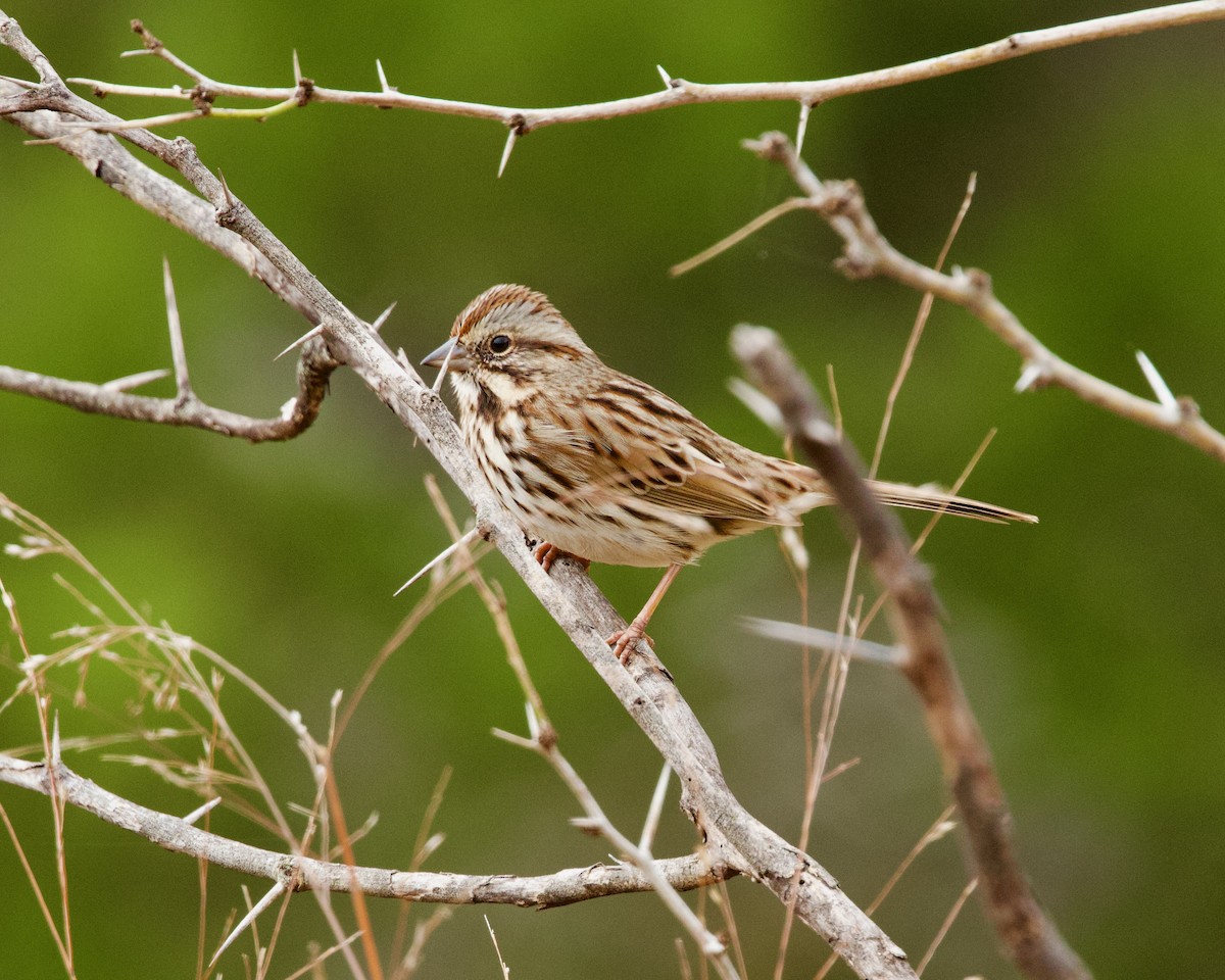 ウタスズメ - ML646859984