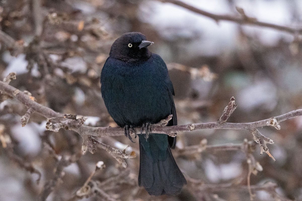Brewer's Blackbird - ML646859985