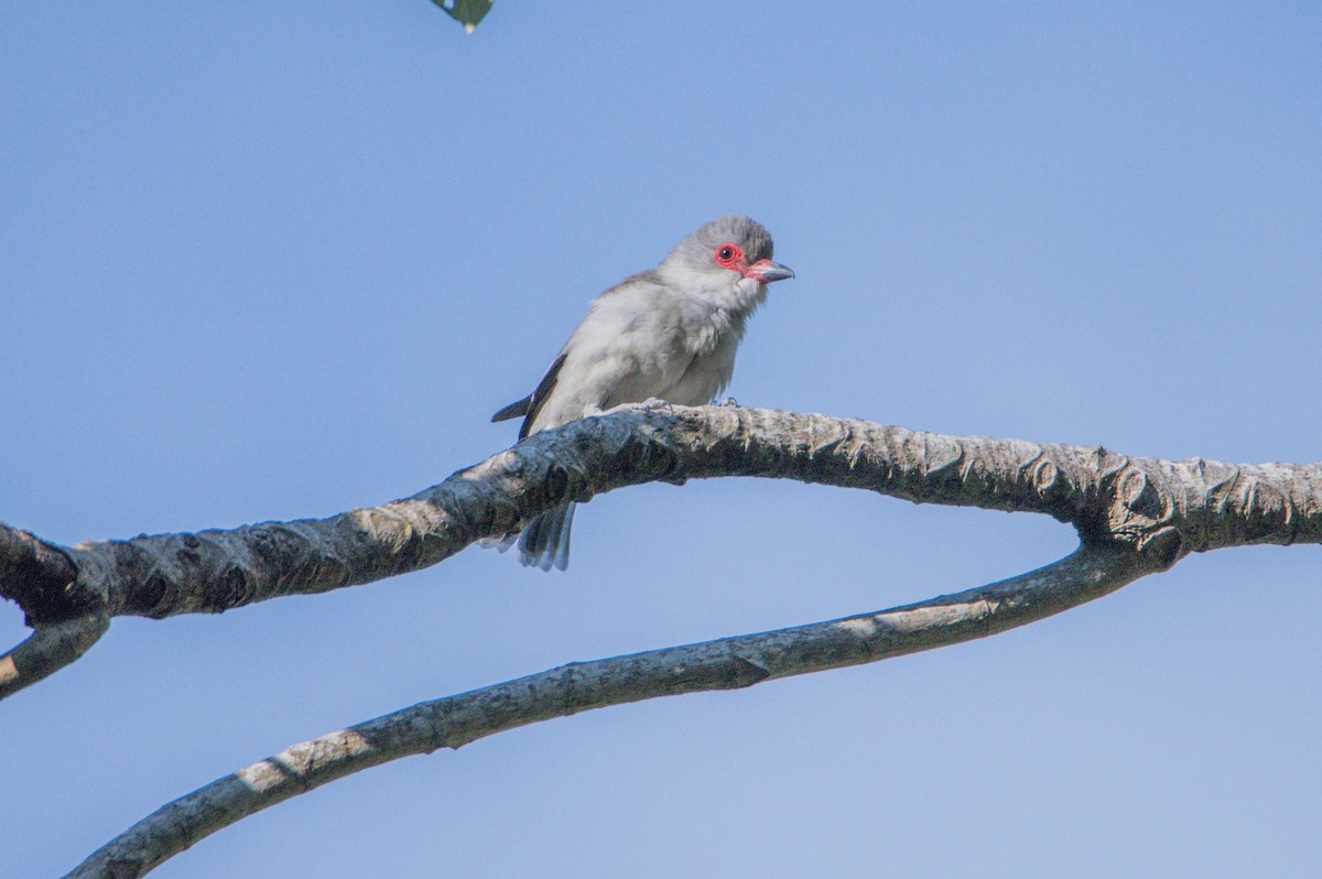 Масковая титира - ML646859987