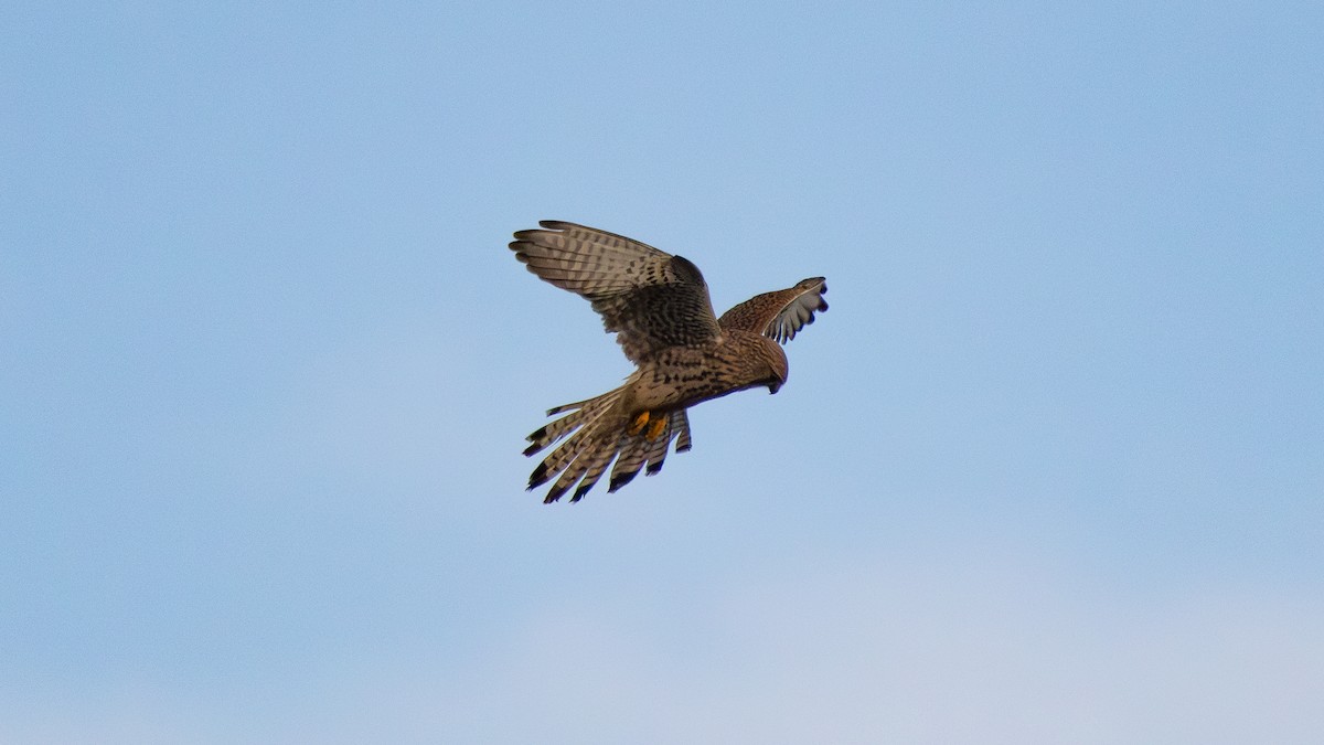 tårnfalk - ML646859993