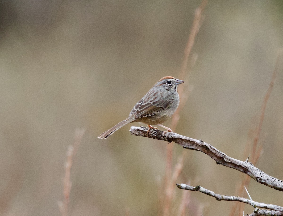 ズアカスズメモドキ - ML646859994