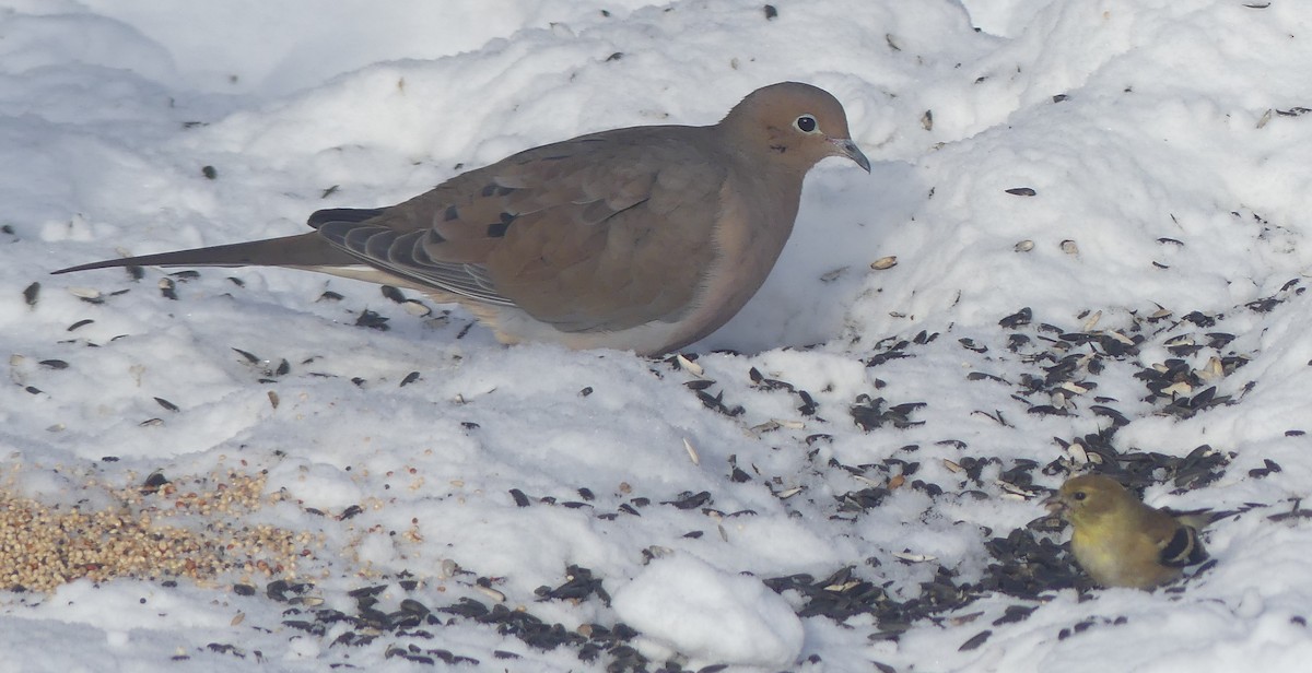 Tourterelle triste - ML646859995