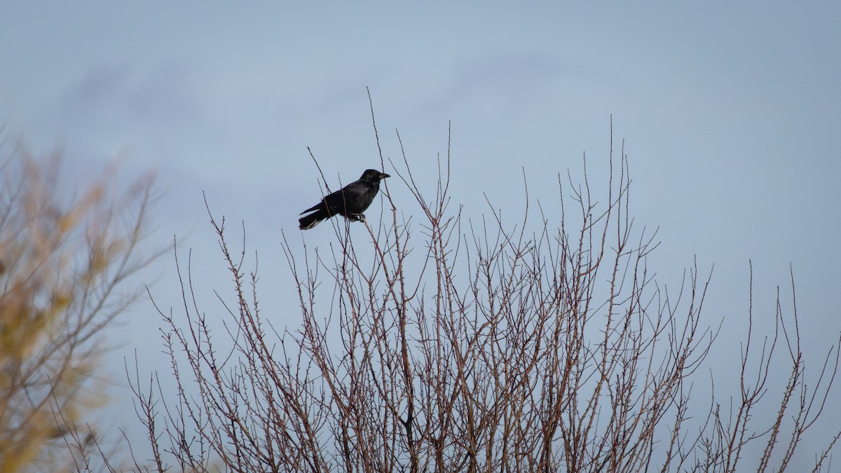 Rabenkrähe - ML646859996