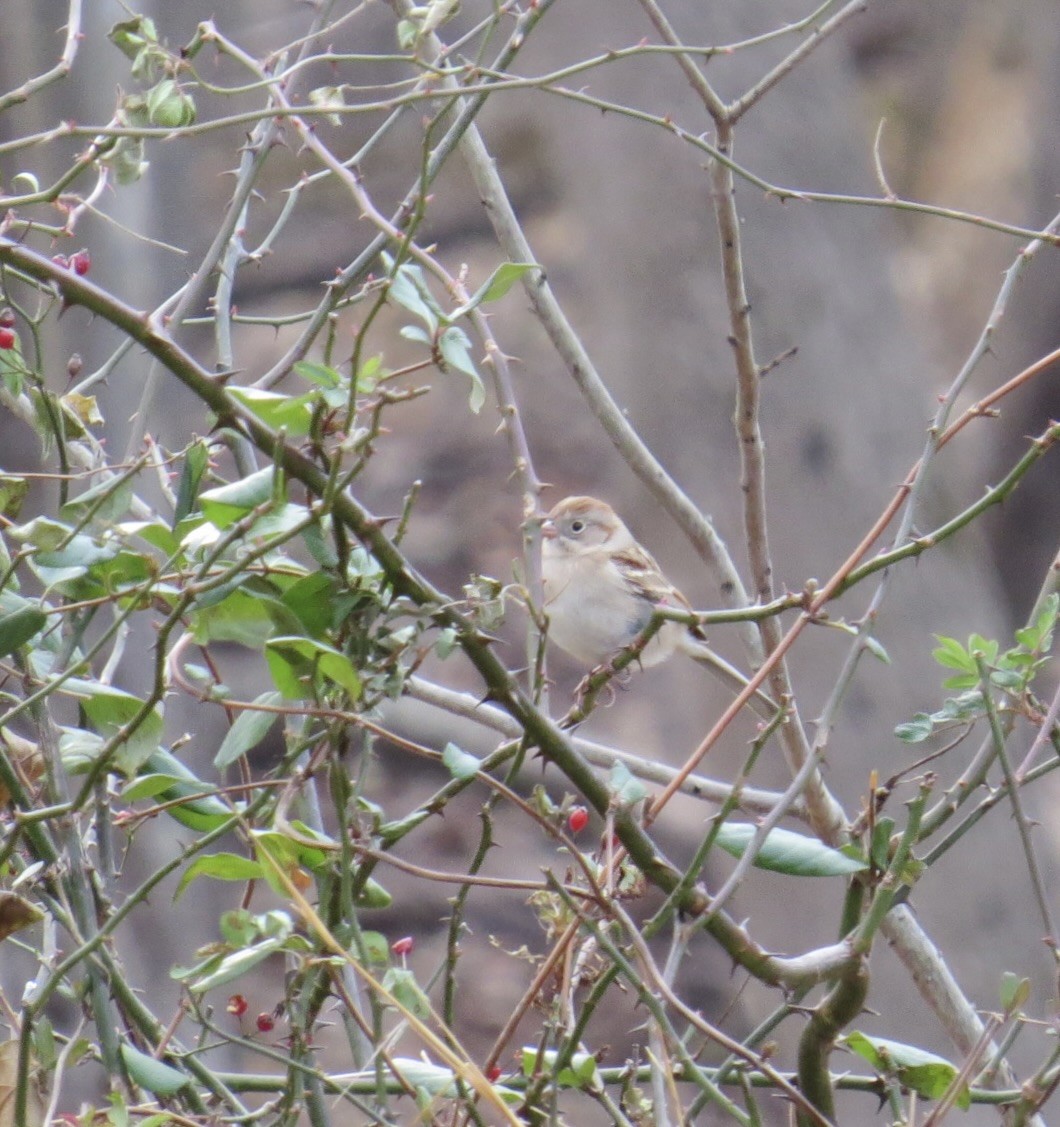 Field Sparrow - ML646859997