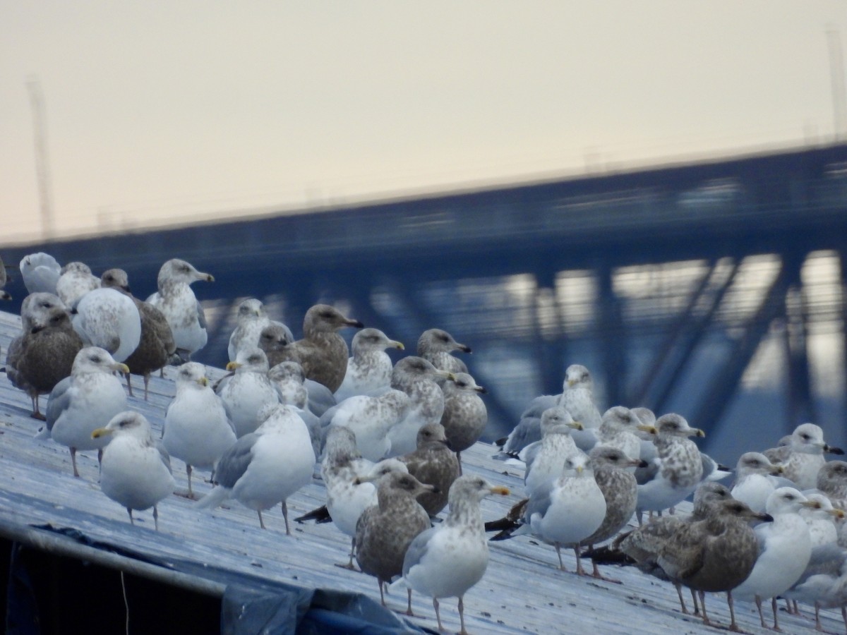 amerikagråmåke - ML646859999