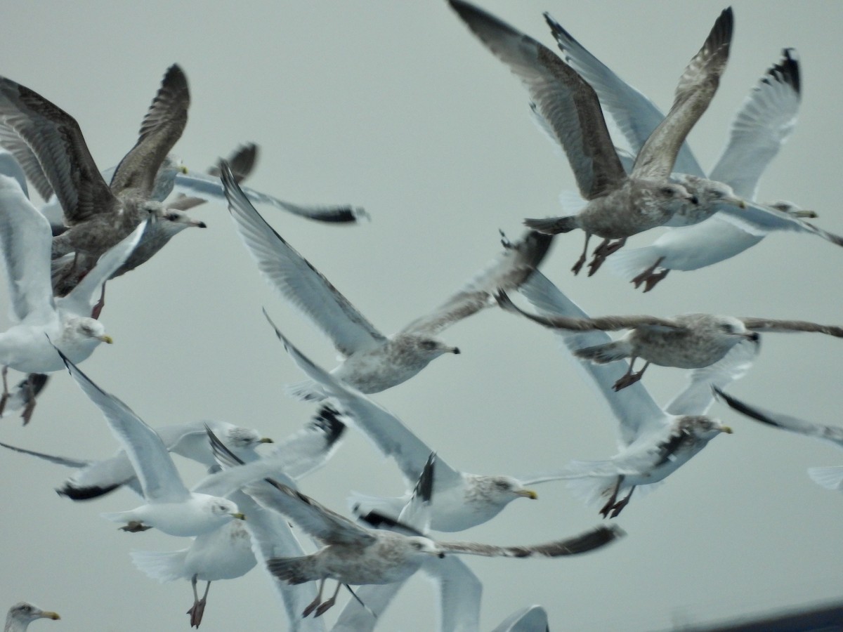 amerikagråmåke - ML646860000