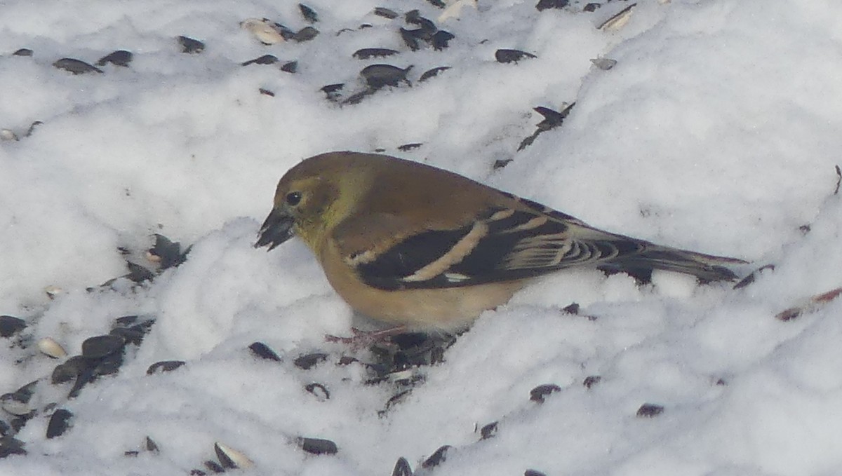 Chardonneret jaune - ML646860002