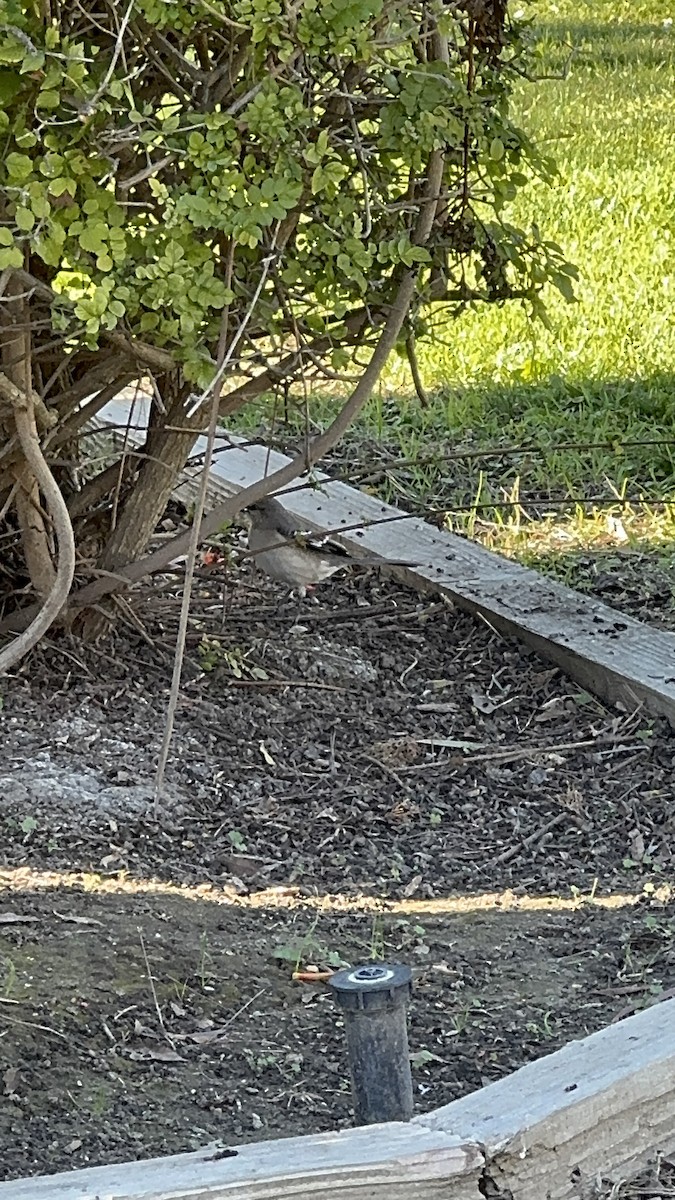 Northern Mockingbird - ML646860003