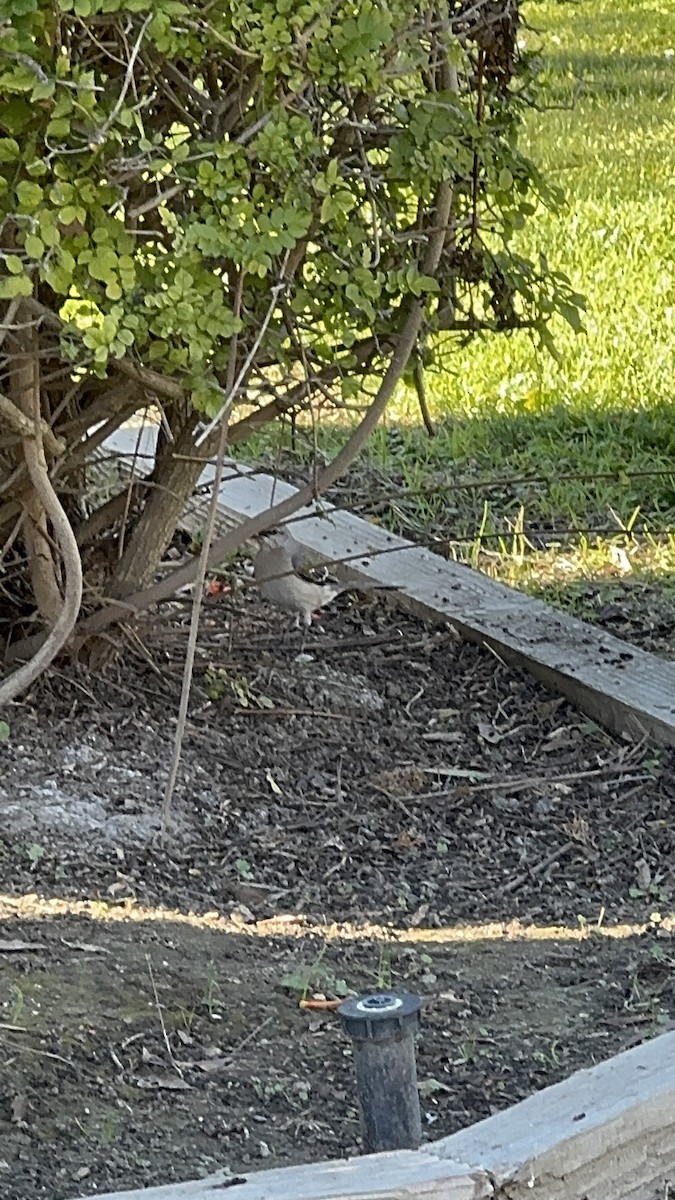 Northern Mockingbird - ML646860004