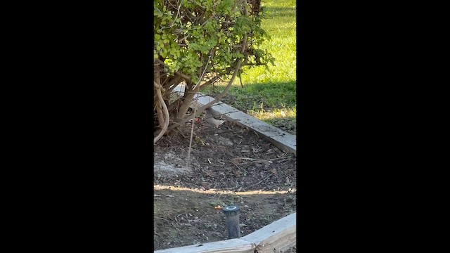 Northern Mockingbird - ML646860005