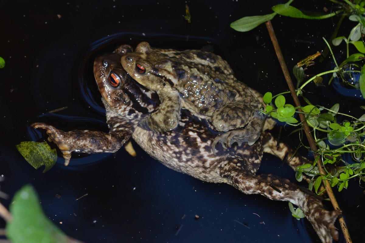 Rospo spinoso - ML646860007