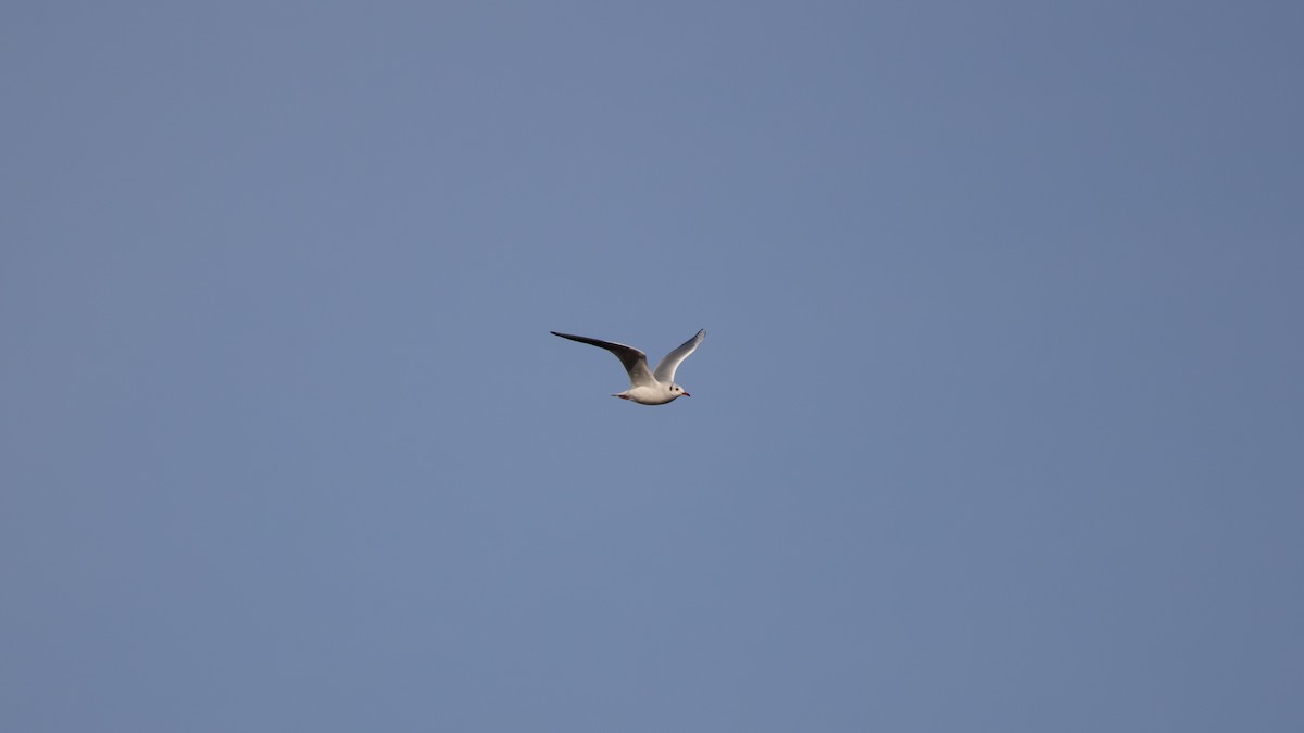 Black-headed Gull - ML646860008