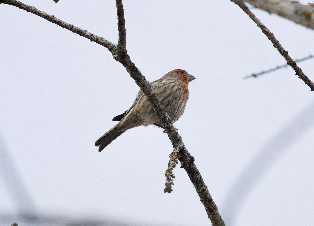 メキシコマシコ - ML646860010