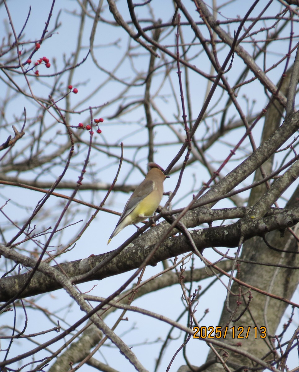 Cedar Waxwing - ML646860011