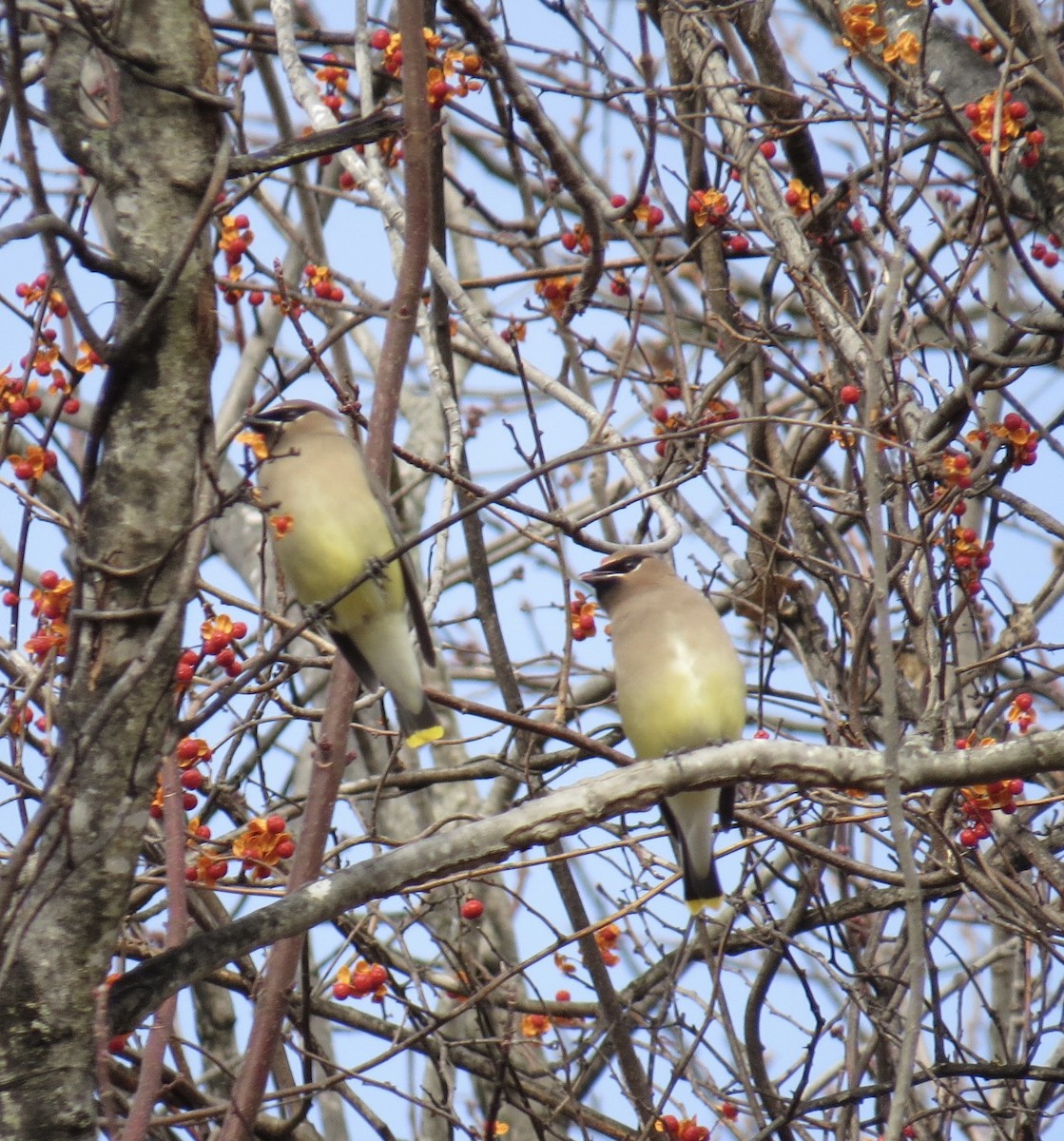 Cedar Waxwing - ML646860012