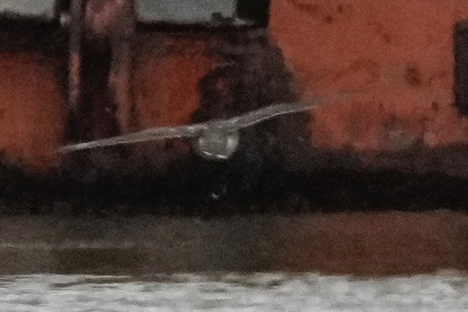 Accipitrine hawk sp. (former Accipiter sp.) - ML646860013