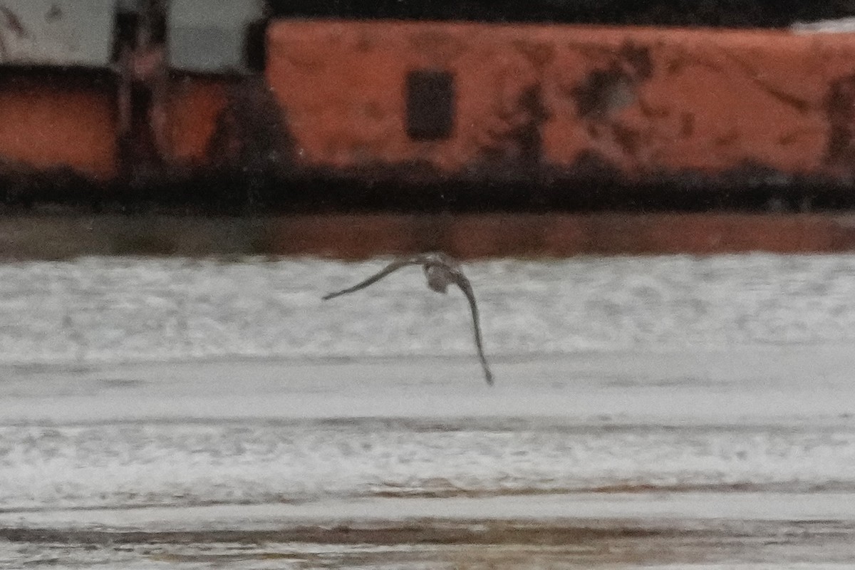 Accipitrine hawk sp. (former Accipiter sp.) - ML646860014