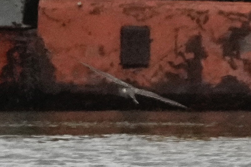 Accipitrine hawk sp. (former Accipiter sp.) - ML646860015