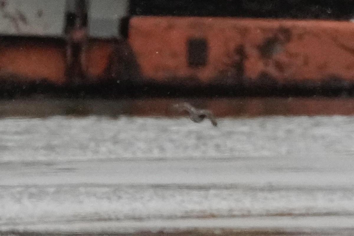 Accipitrine hawk sp. (former Accipiter sp.) - ML646860016