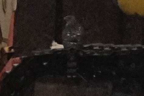 Accipitrine hawk sp. (former Accipiter sp.) - ML646860017