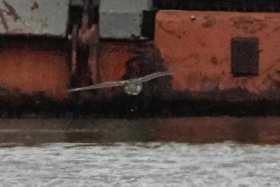 Accipitrine hawk sp. (former Accipiter sp.) - ML646860018