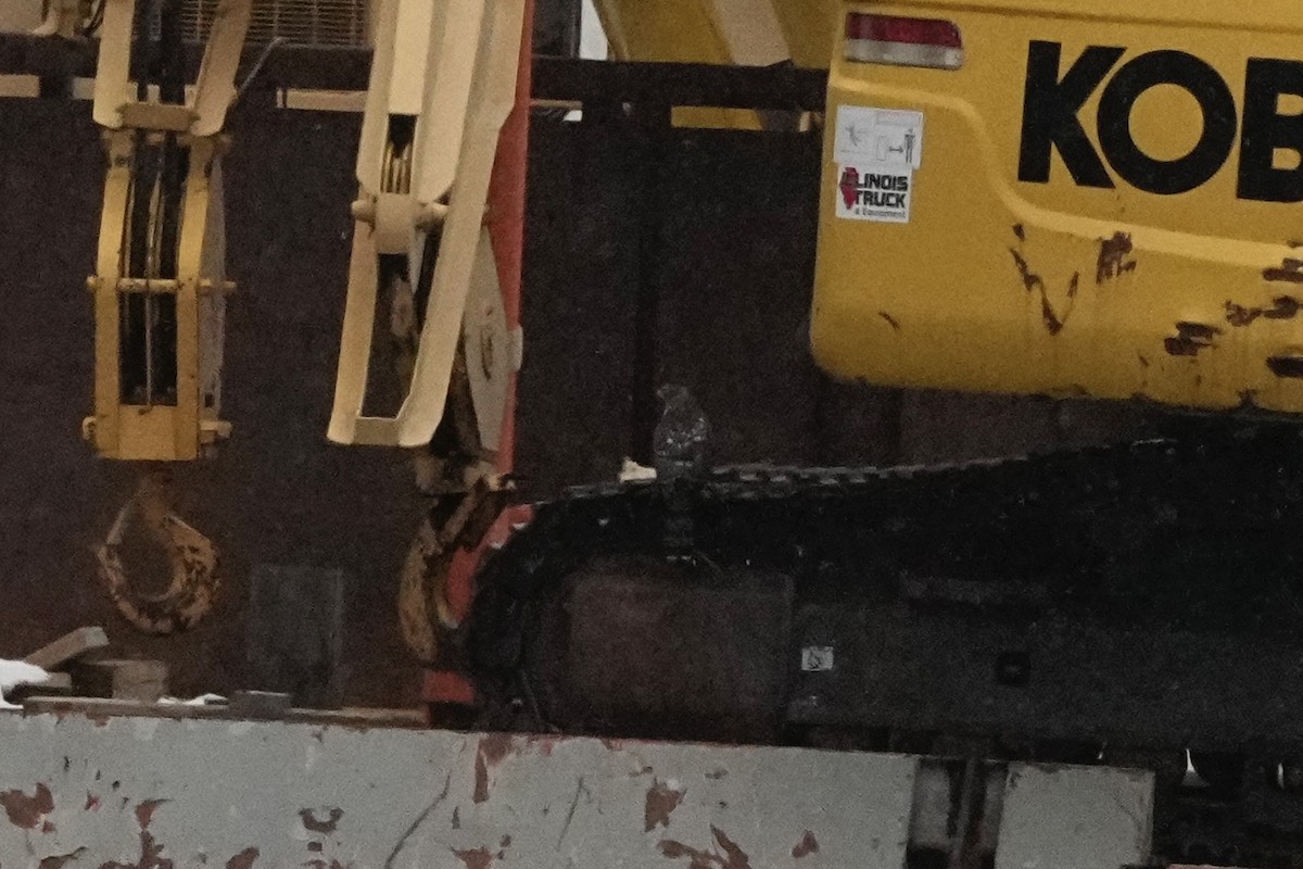 Accipitrine hawk sp. (former Accipiter sp.) - ML646860019