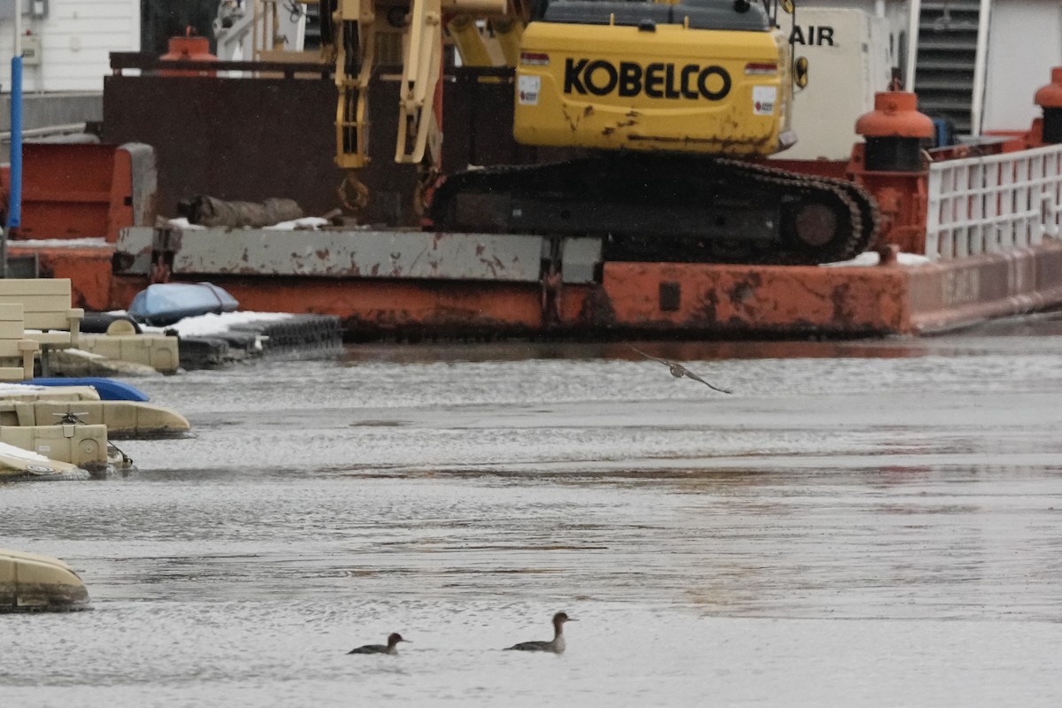 Accipitrine hawk sp. (former Accipiter sp.) - ML646860023