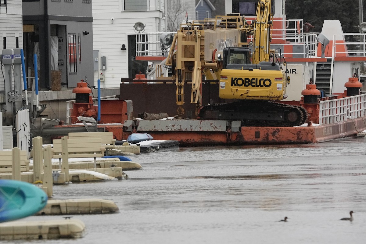 Accipitrine hawk sp. (former Accipiter sp.) - ML646860025