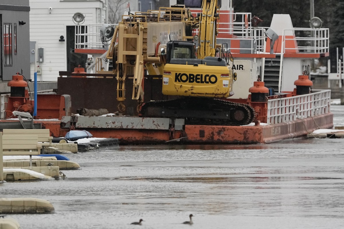 Accipitrine hawk sp. (former Accipiter sp.) - ML646860026