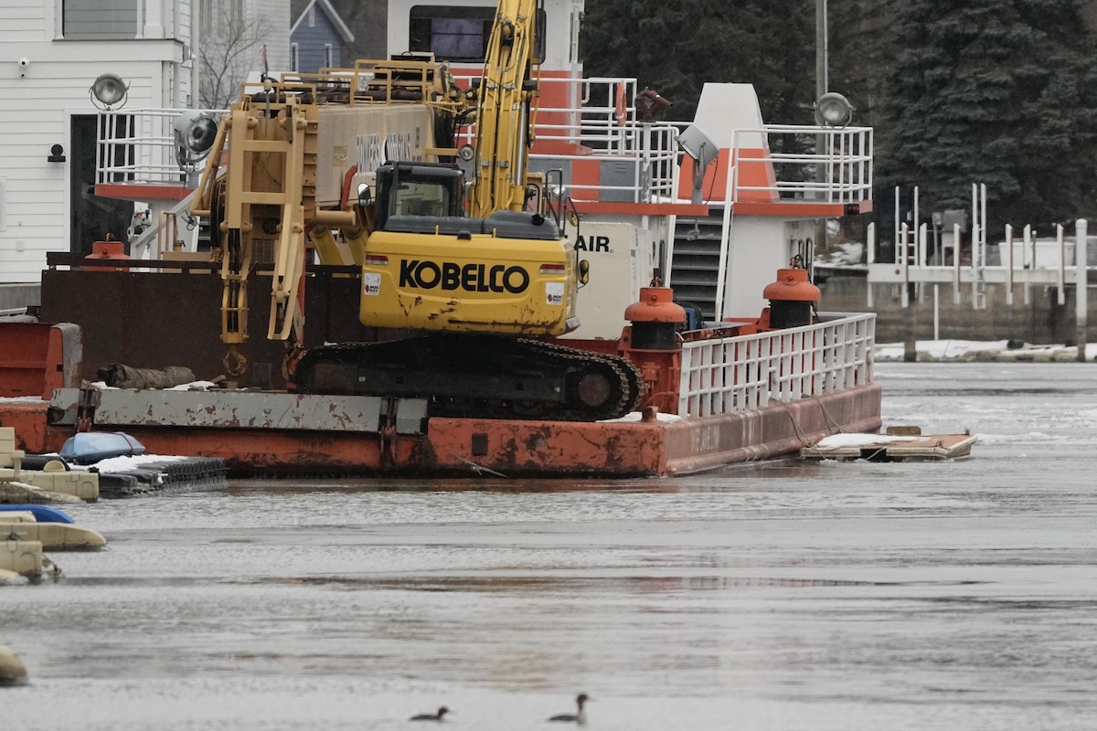 Accipitrine hawk sp. (former Accipiter sp.) - ML646860027