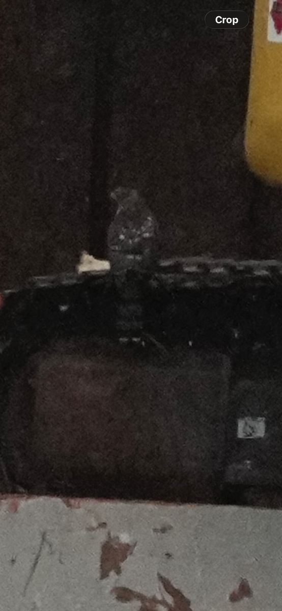 Accipitrine hawk sp. (former Accipiter sp.) - ML646860028