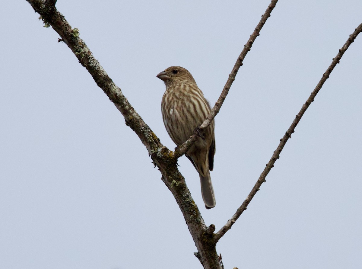 メキシコマシコ - ML646860032