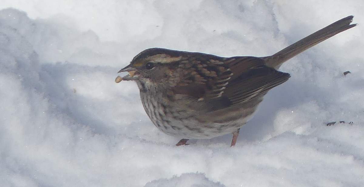 Bruant à gorge blanche - ML646860033