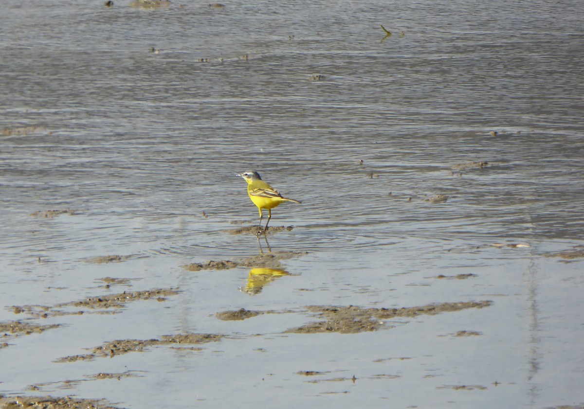 Schafstelze - ML646860038