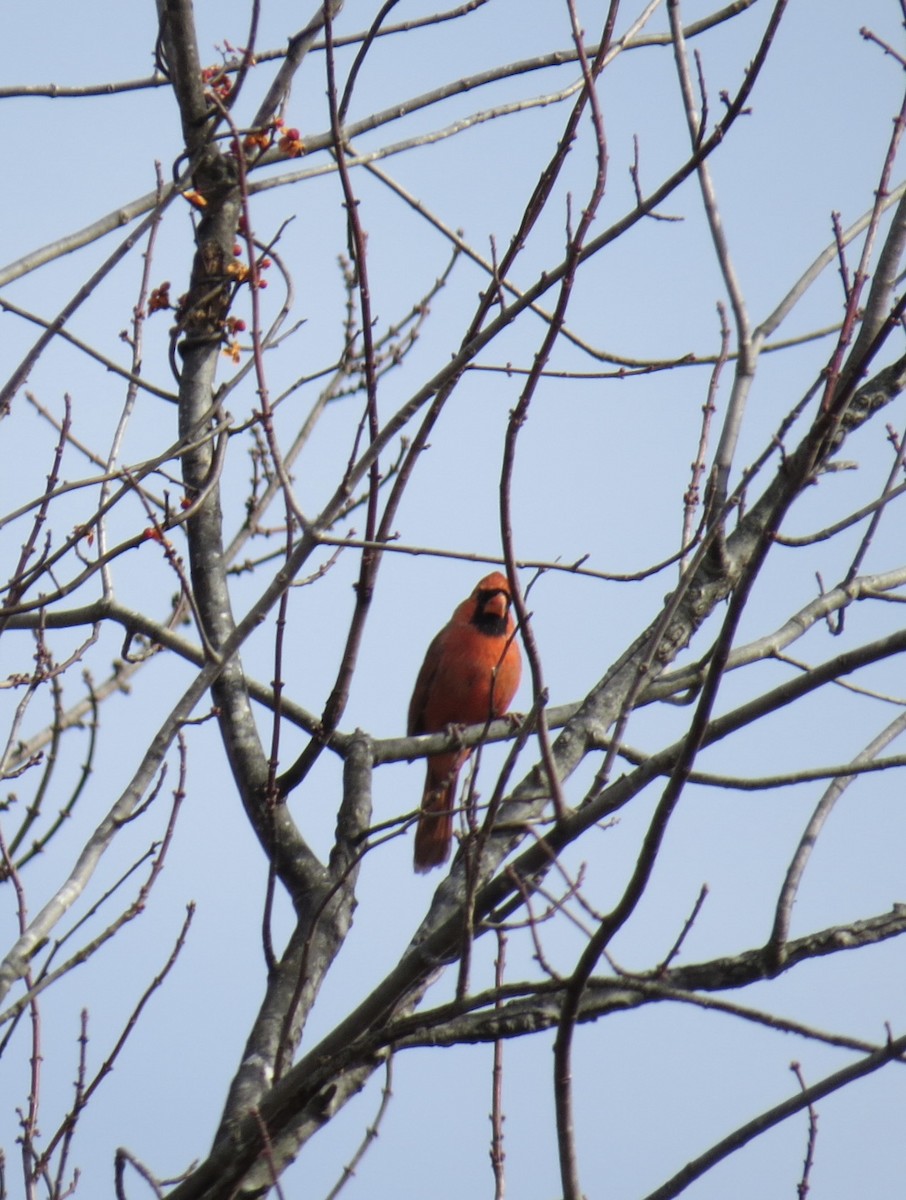 Northern Cardinal - ML646860039