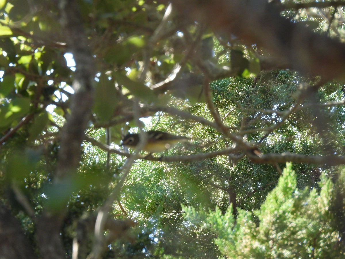 Blue-headed Vireo - ML646860041