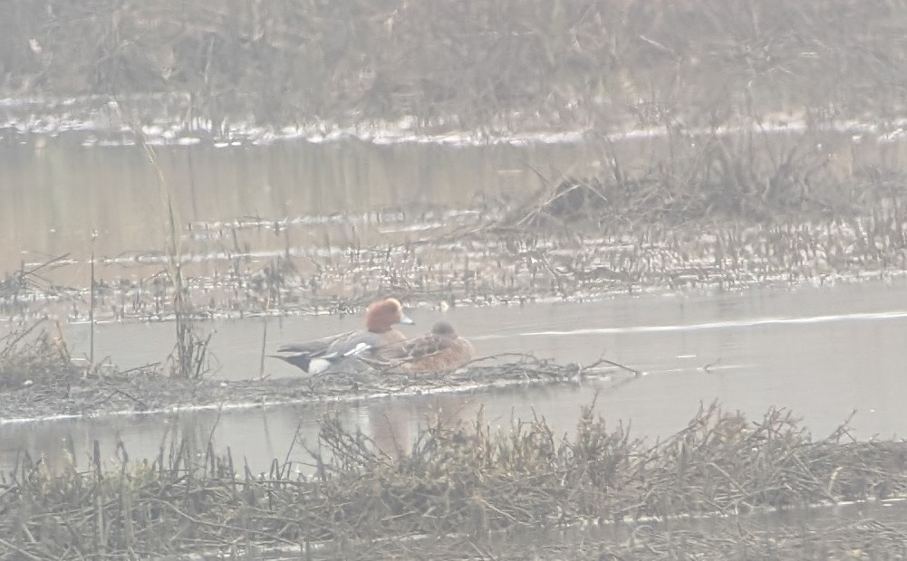 brunnakke - ML646860044