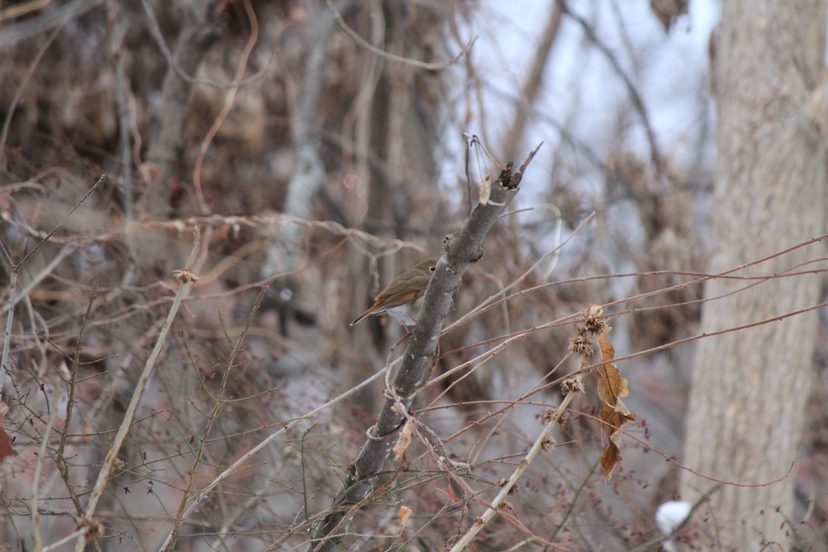 Einsiedler-Musendrossel - ML646860047