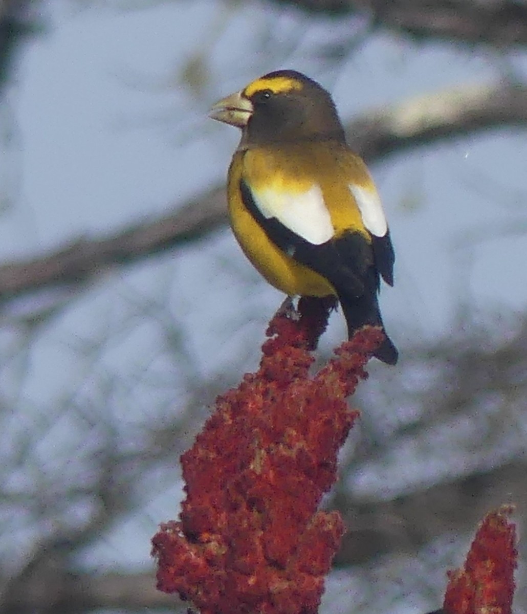 Gros-bec errant - ML646860055