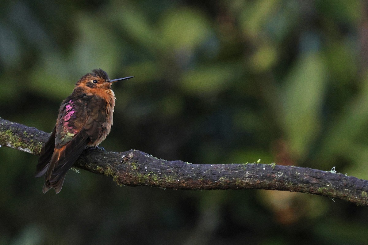 Shining Sunbeam - ML646860057