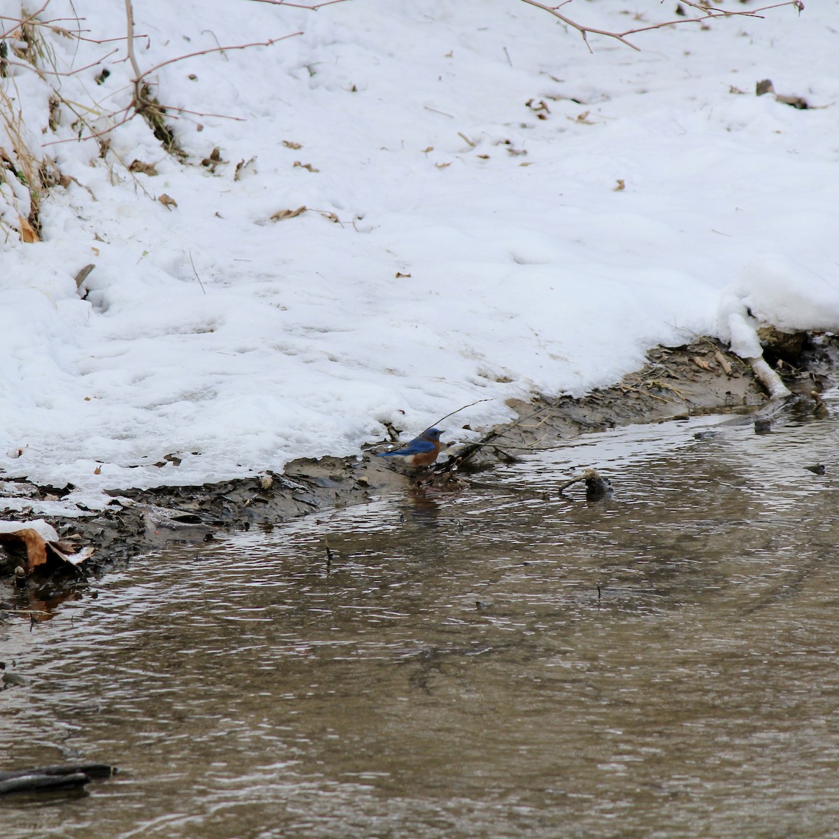 Azulejo Oriental - ML646860063