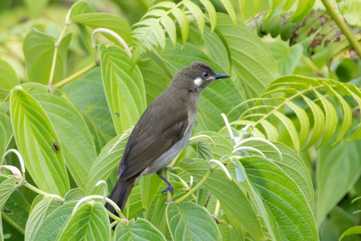 Scrub Honeyeater - ML646860065
