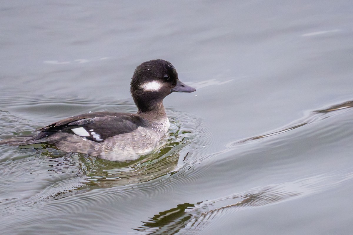 Bufflehead - ML646860067