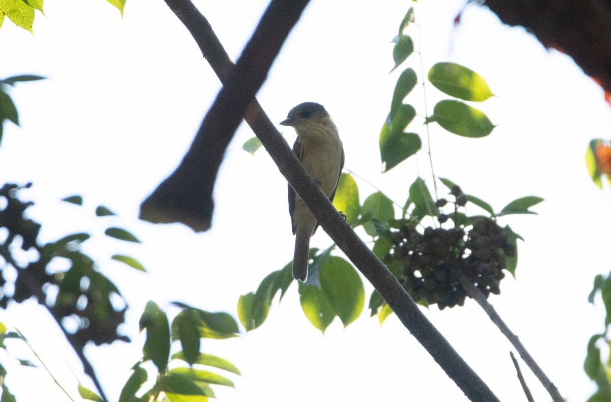 Розовогорлый бекард - ML646860068