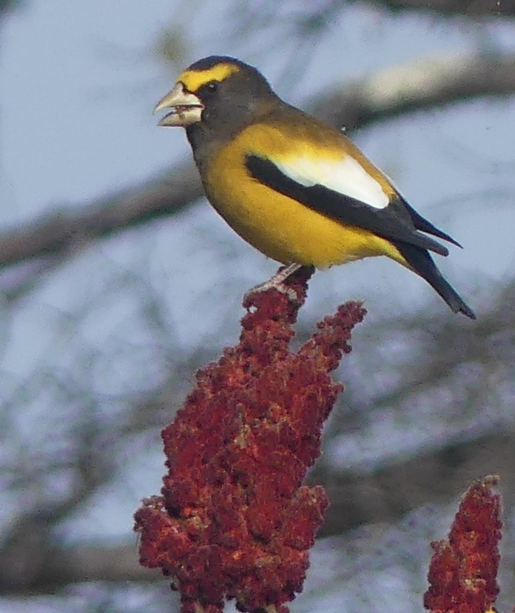 Gros-bec errant - ML646860069