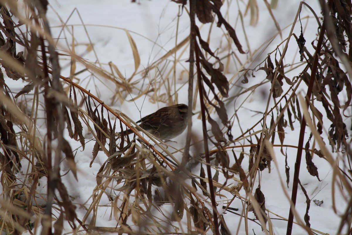 Weißkehlammer - ML646860072